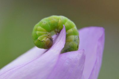 Close-up of pink flowers