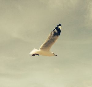 Low angle view of seagulls flying in sky