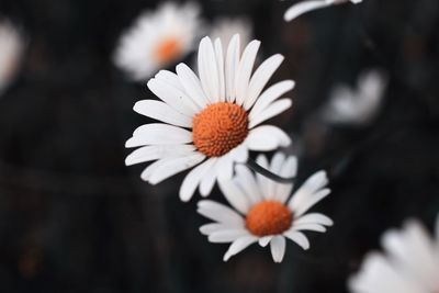 Close-up of white daisy