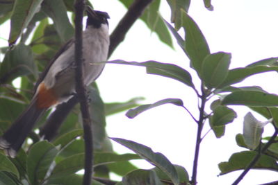 Low angle view of bird perching on tree