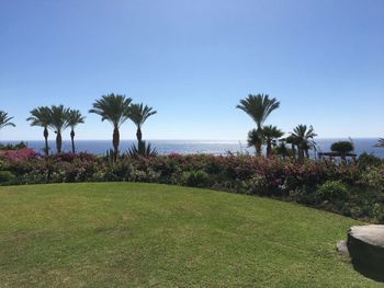 Palm trees by sea against clear sky