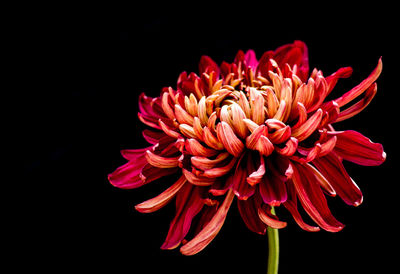 Close-up of chrysanthemum against black background