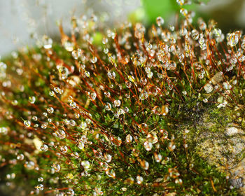 Close-up of raindrops on plant