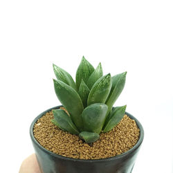 Close-up of succulent plant against white background