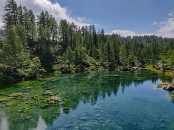 Scenic view of lake by trees against sky