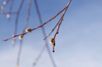 Low angle view of plant against sky