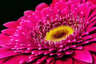 Close-up of pink flower