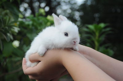 Cute rabbit