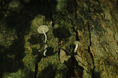 Close-up of mushrooms growing on tree trunk