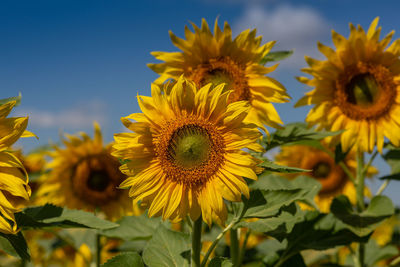 Close-up of sunflower