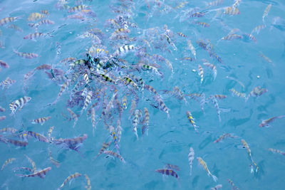 High angle view of fish swimming in sea