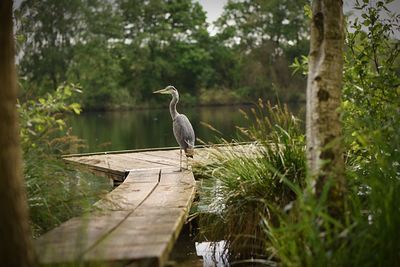 High angle view of gray heron perching on wood against trees