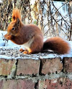 Close-up of squirrel on tree