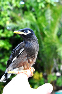 Close-up of bird perching on hand