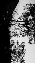 Low angle view of silhouette tree against sky