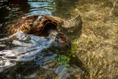 High angle view of turtle swimming in lake