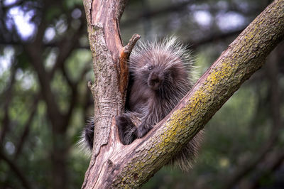 Porcupine from north america hiding in a tree