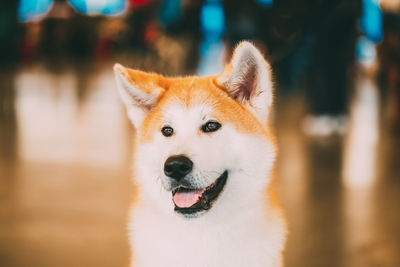 Close-up of akita looking away