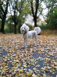 Dog standing on tree during autumn