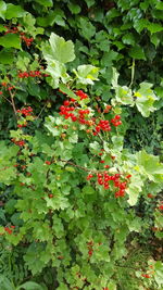 Red leaves growing on tree