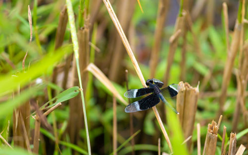 Close-up of insect on grass