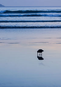 Silhouette of horse in sea against sky