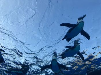 Fish swimming in sea