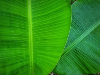 Full frame shot of green leaf