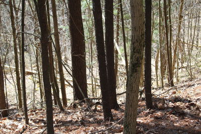 Trees in forest