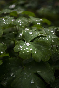 Close-up of raindrops on leaf