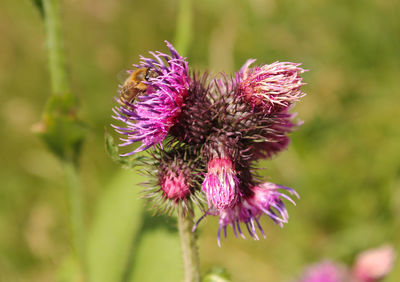 Close-up of purple flowers