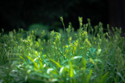 Close-up of fresh green plant