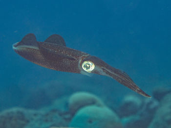 Close-up of fish swimming in sea