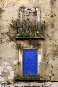 Plants growing on brick wall