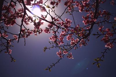 Low angle view of flowers blooming on tree