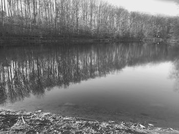 Reflection of trees in water