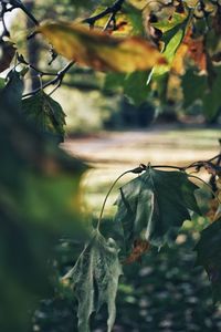 Close-up of wilted plant by tree