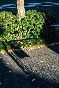 Shadow of tree on grass