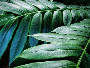 Close-up of green leaves