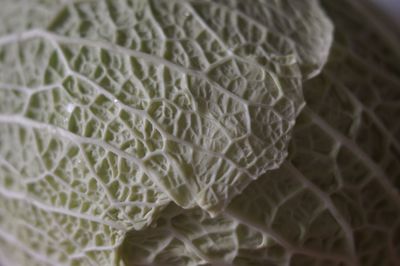 Close-up of green cabbage