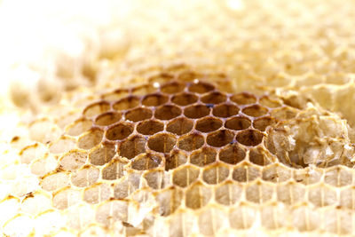 Close-up of honeycomb