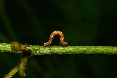 Close-up of lizard on leaf