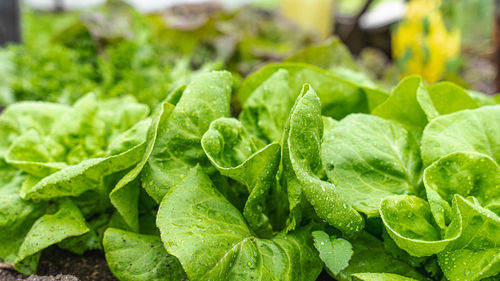 Close-up of fresh green leaves