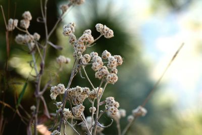 Close-up of flowers against blurred background