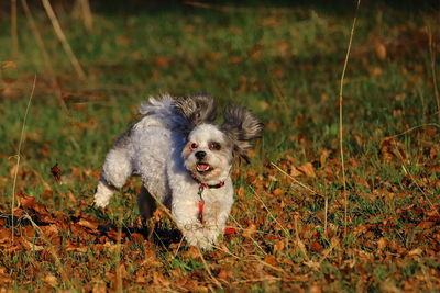 Bolonka dog running on field