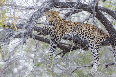 Portrait of leopard sitting on tree branch