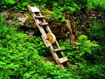 High angle view of logs in forest