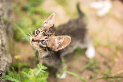 Portrait of a cat