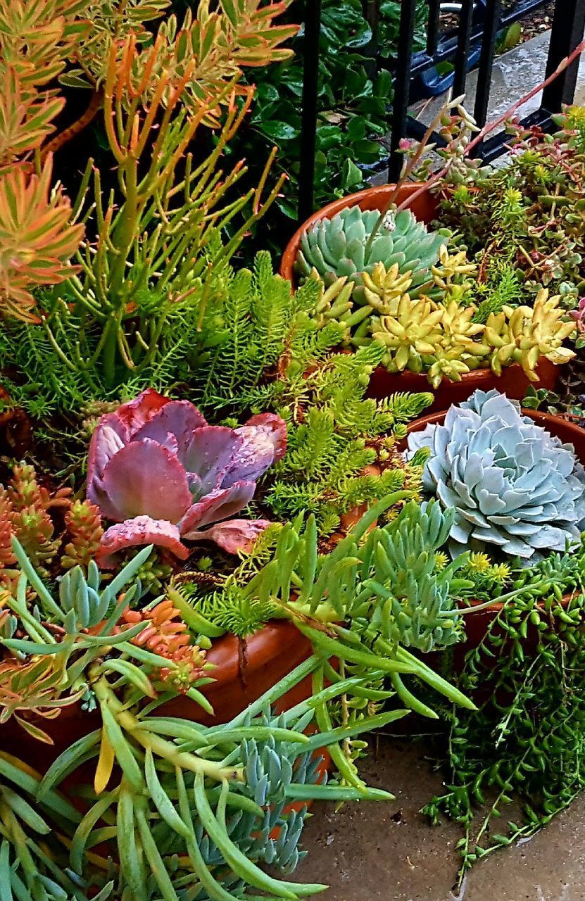 CLOSE-UP OF PLANTS AND LEAVES