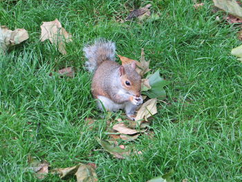 High angle view of squirrel on field